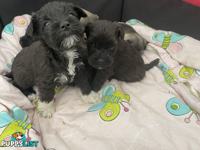 Meet your new best friend at Christmas- Miniature Schnauzers