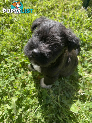 Meet your new best friend at Christmas- Miniature Schnauzers