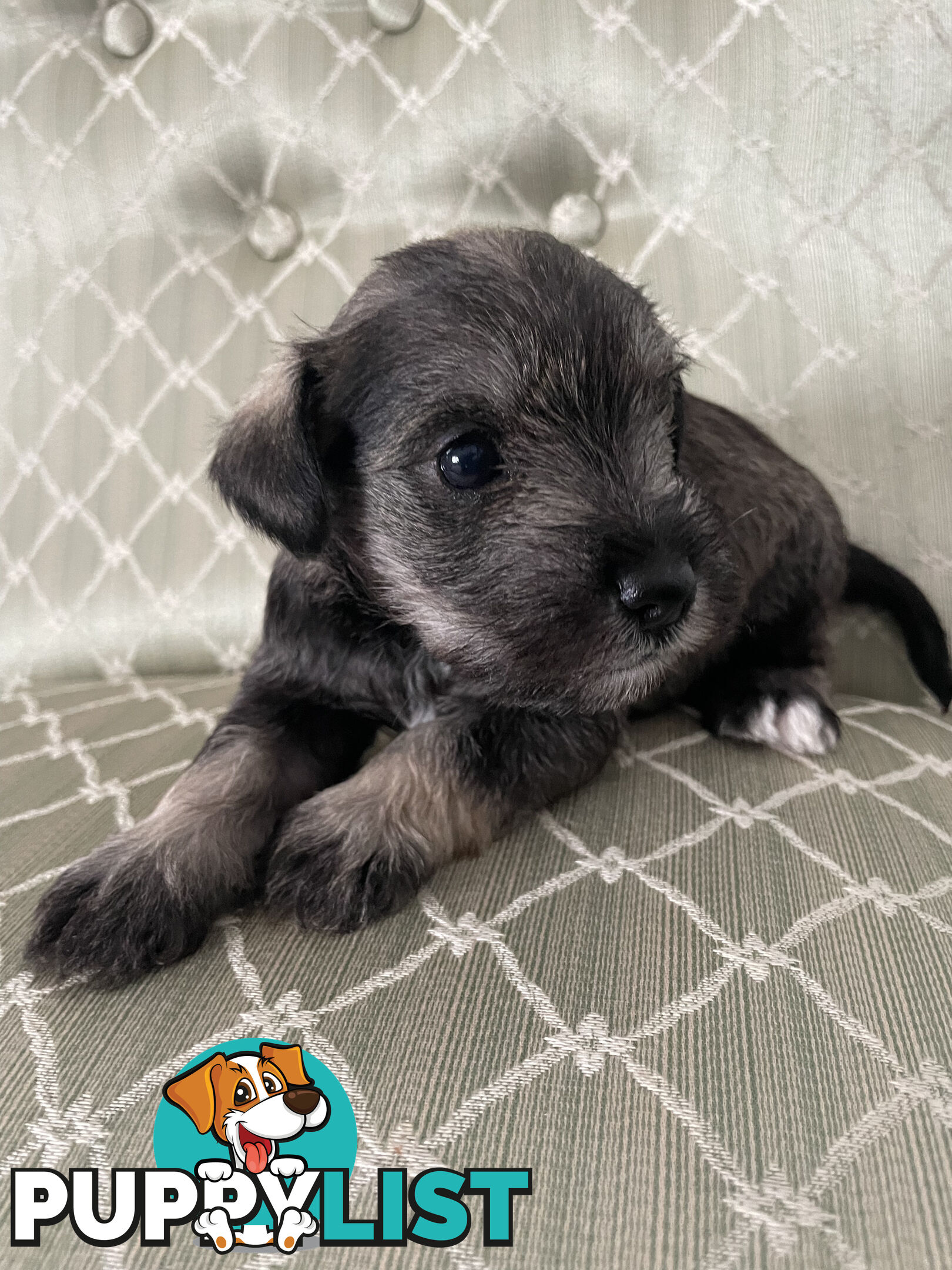 Meet your new best friend at Christmas- Miniature Schnauzers