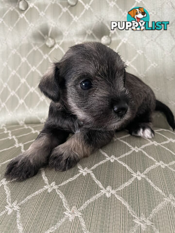 Meet your new best friend at Christmas- Miniature Schnauzers