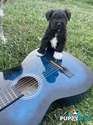 Meet your new best friend at Christmas- Miniature Schnauzers