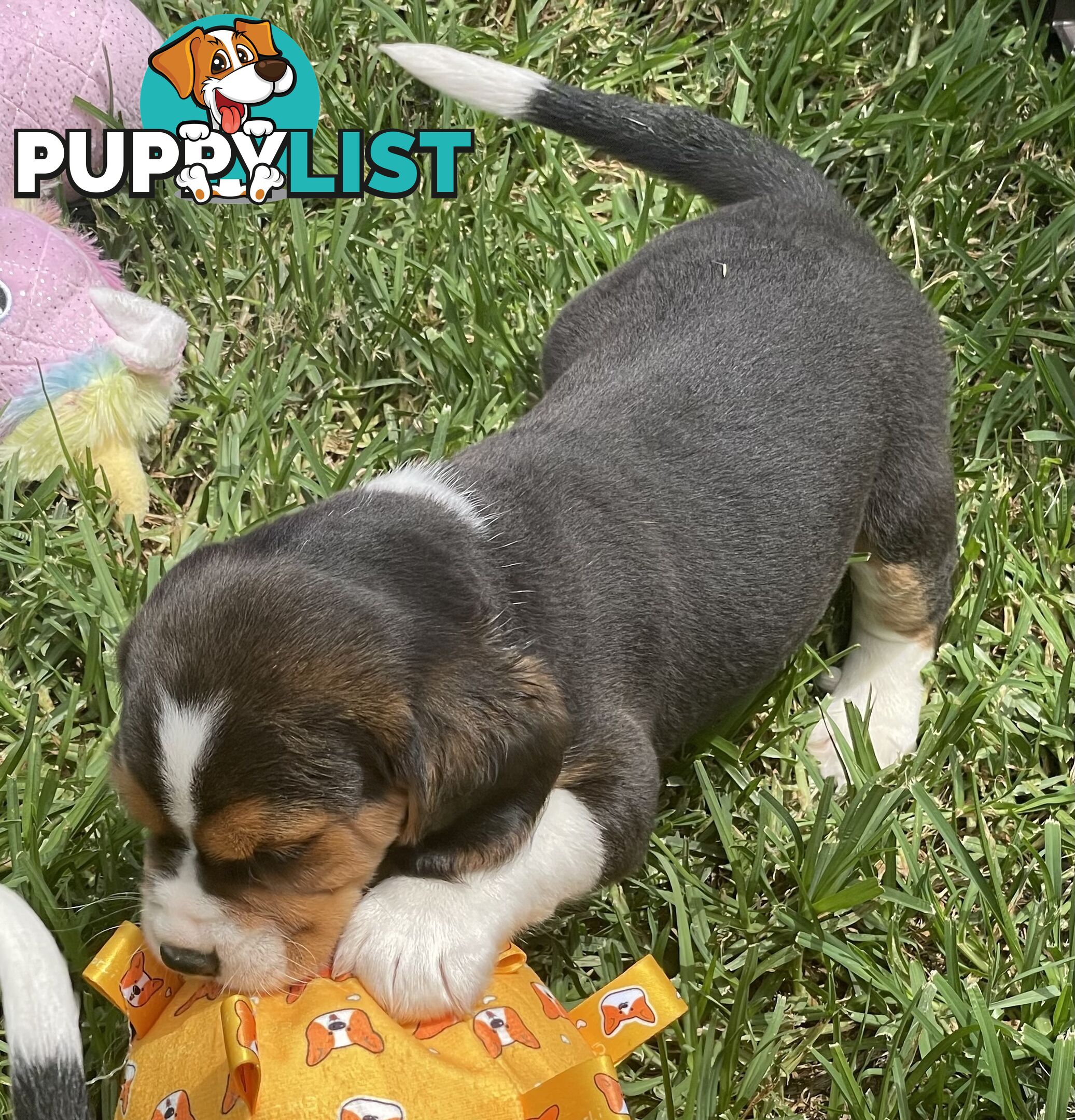 Beautiful Beaglier puppies