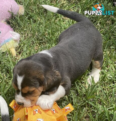 Beautiful Beaglier puppies