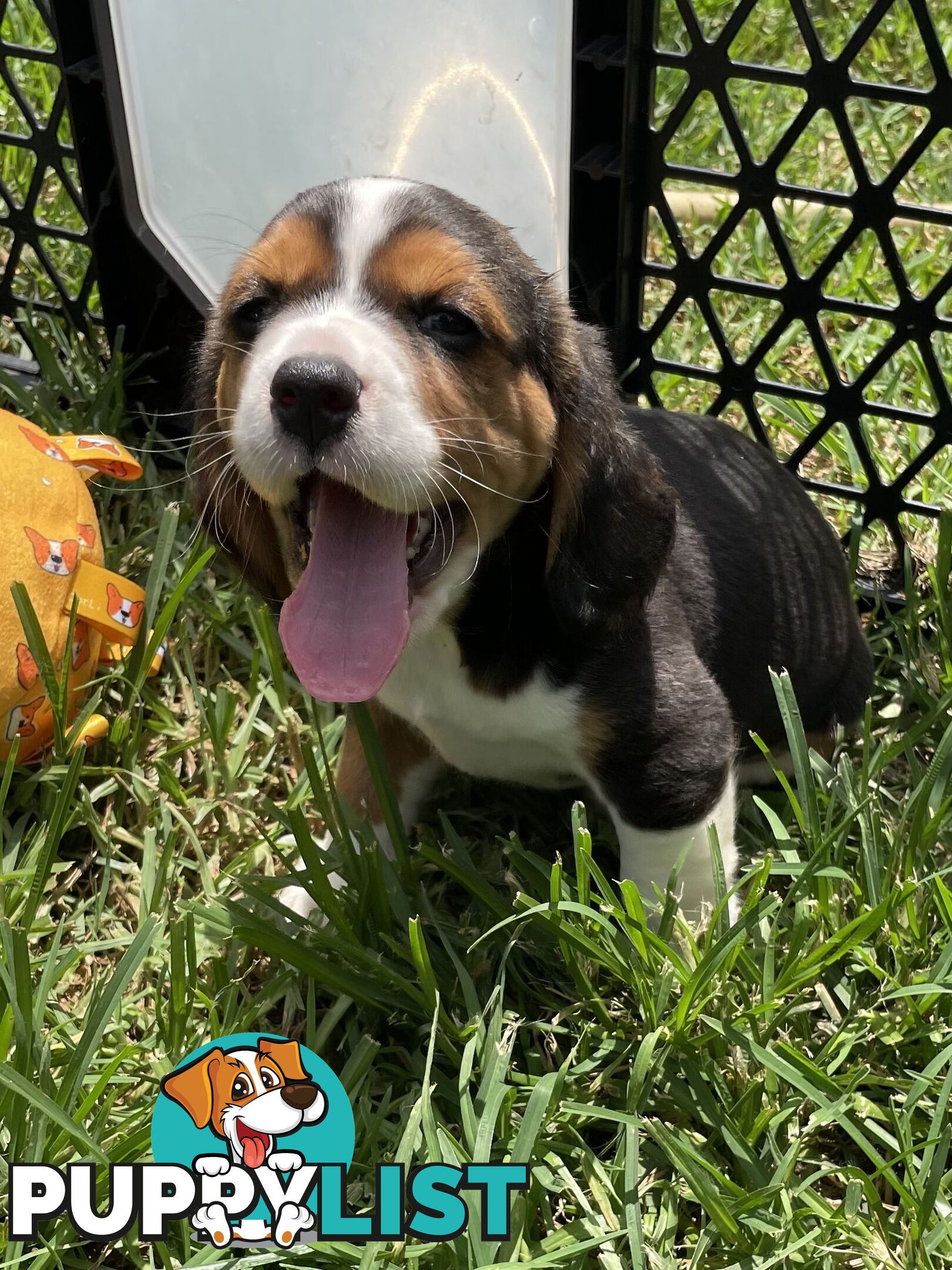 Beautiful Beaglier puppies