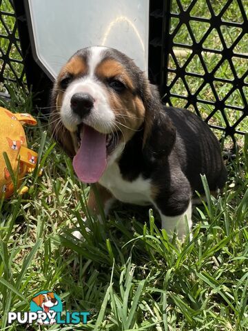 Beautiful Beaglier puppies