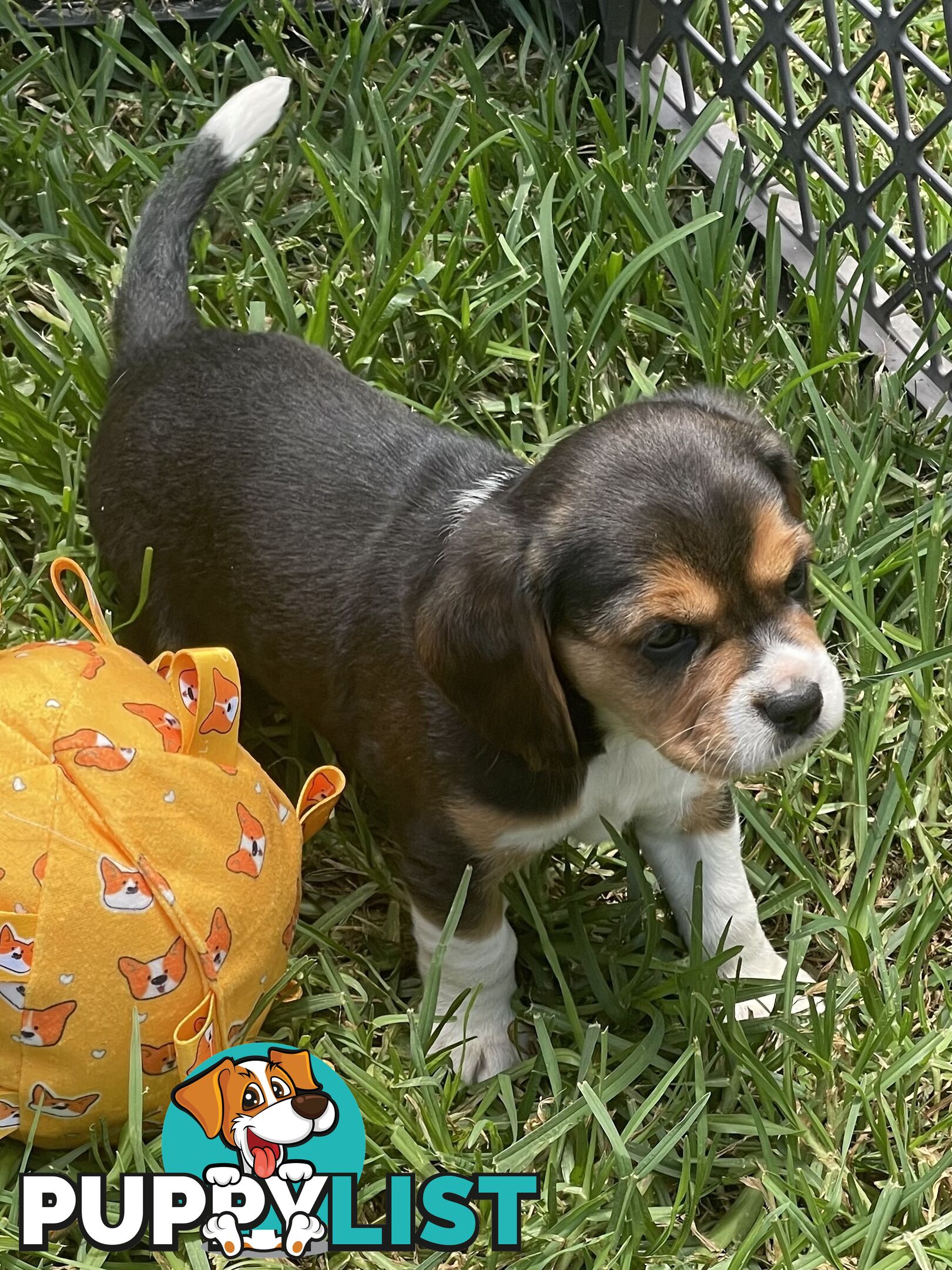 Beautiful Beaglier puppies