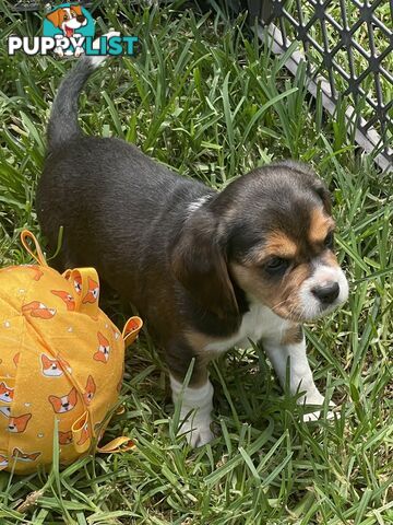 Beautiful Beaglier puppies