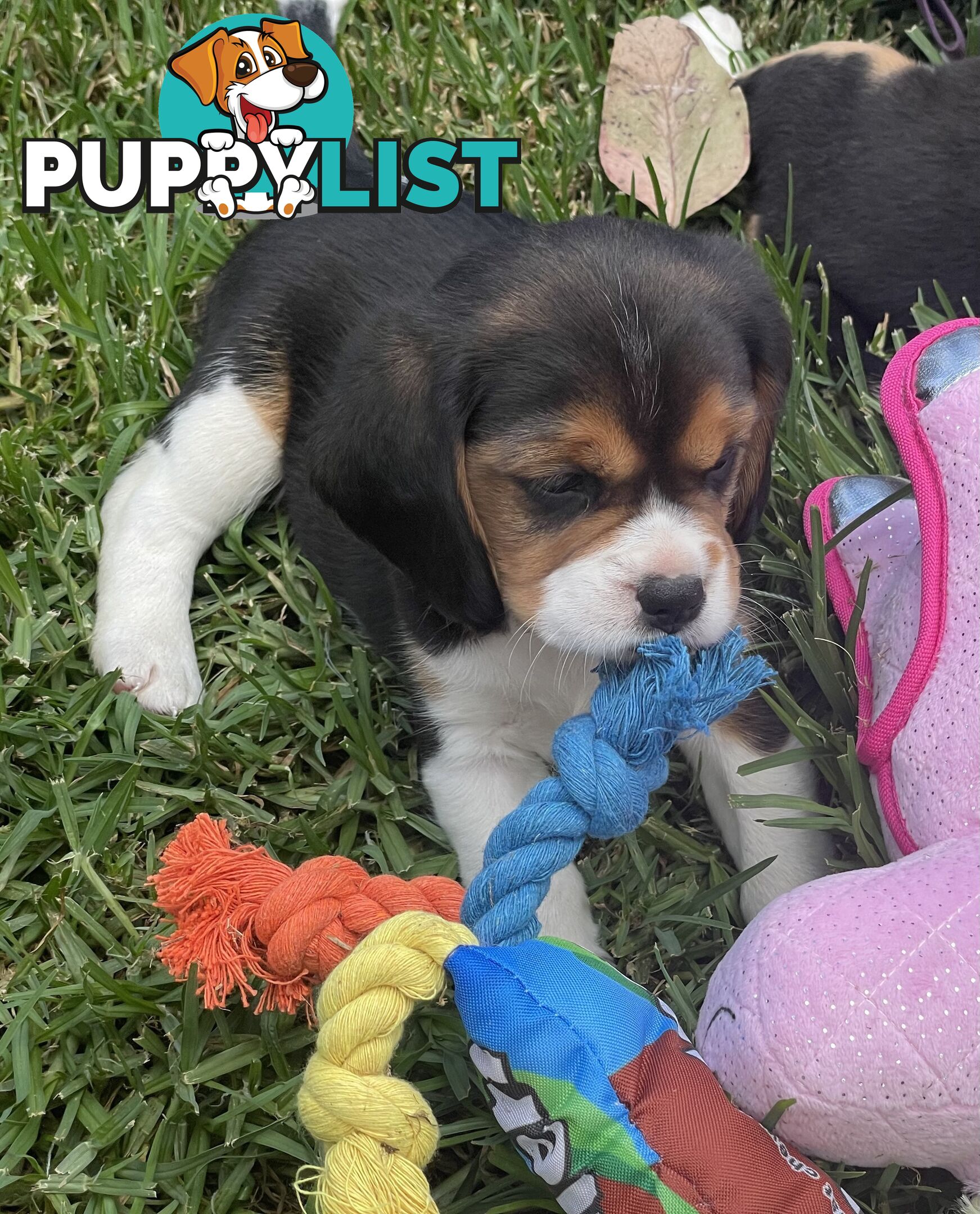 Beautiful Beaglier puppies