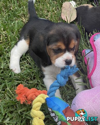 Beautiful Beaglier puppies