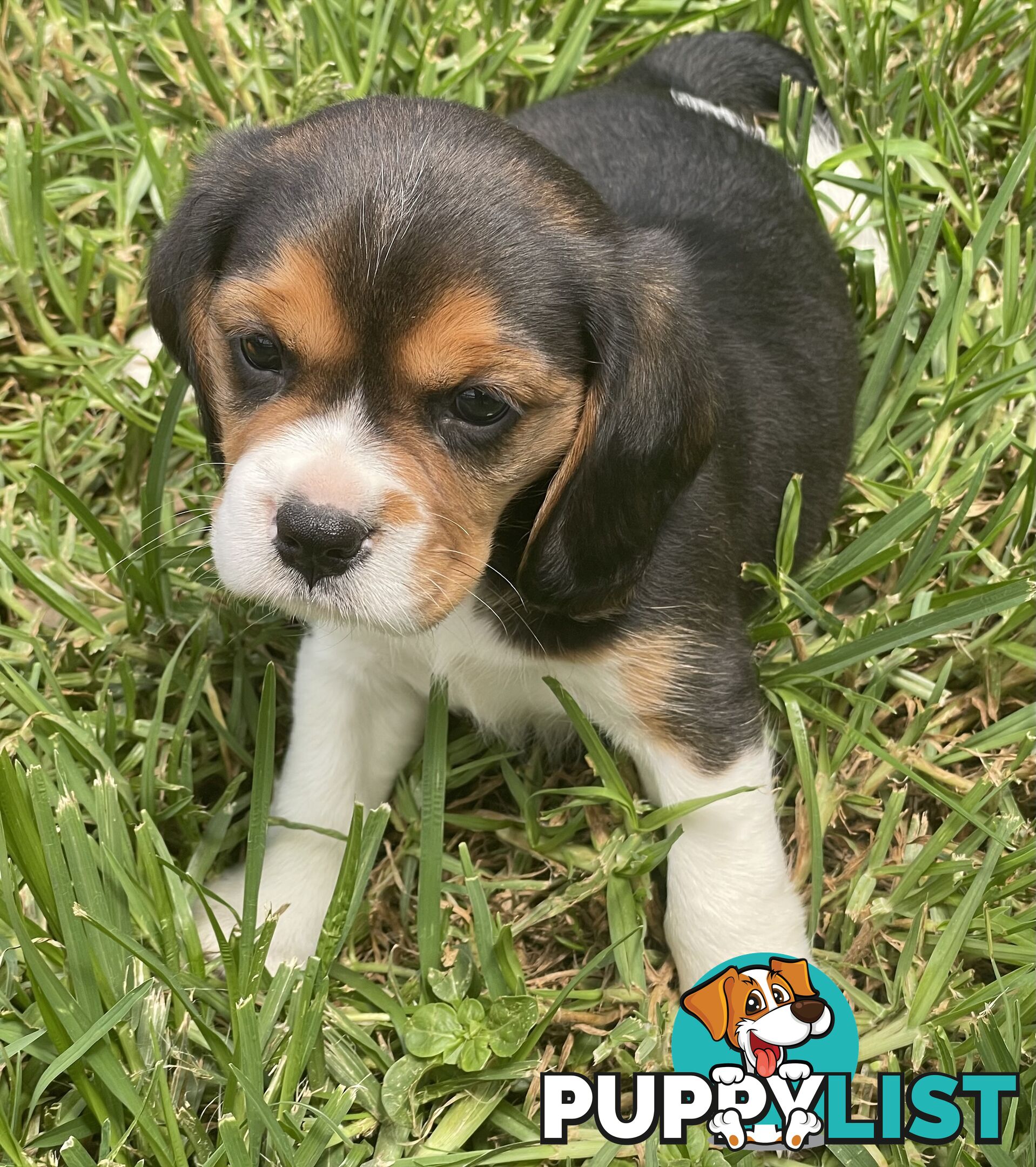 Beautiful Beaglier puppies