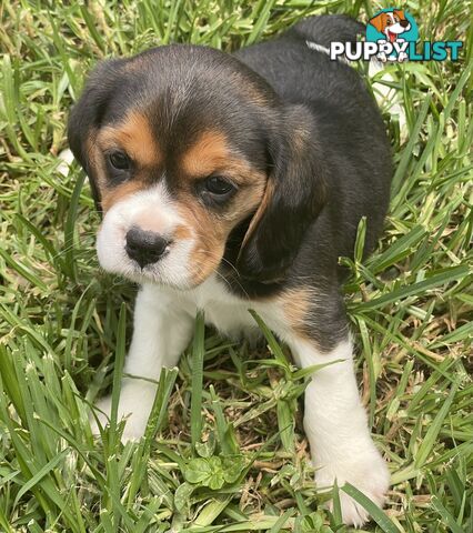 Beautiful Beaglier puppies