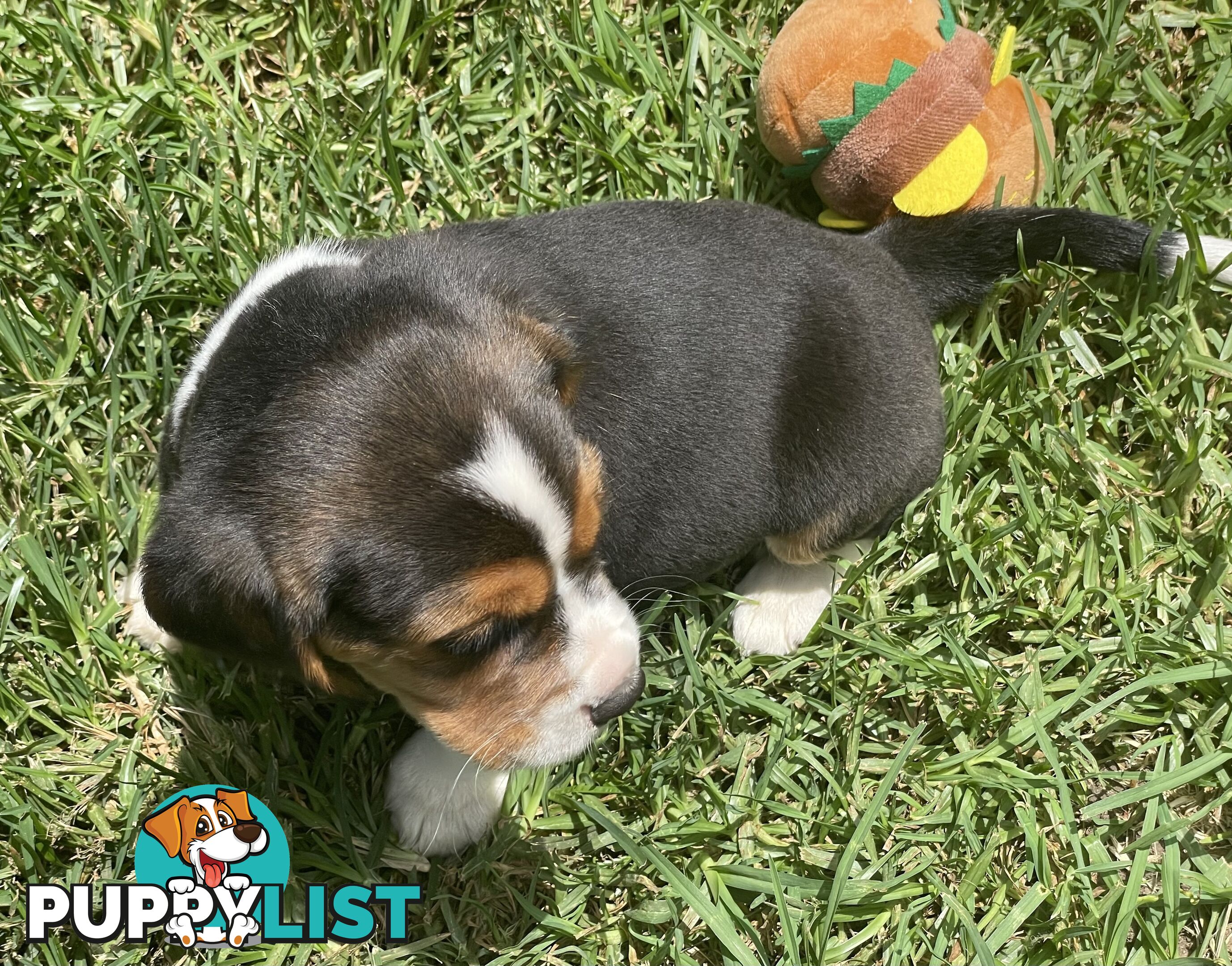 Beautiful Beaglier puppies