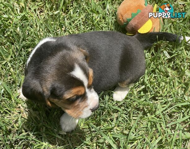 Beautiful Beaglier puppies