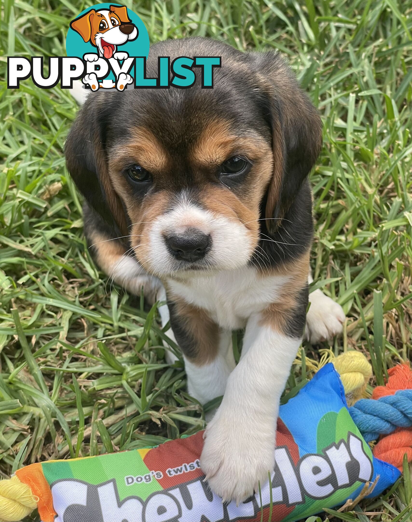 Beautiful Beaglier puppies