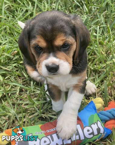 Beautiful Beaglier puppies