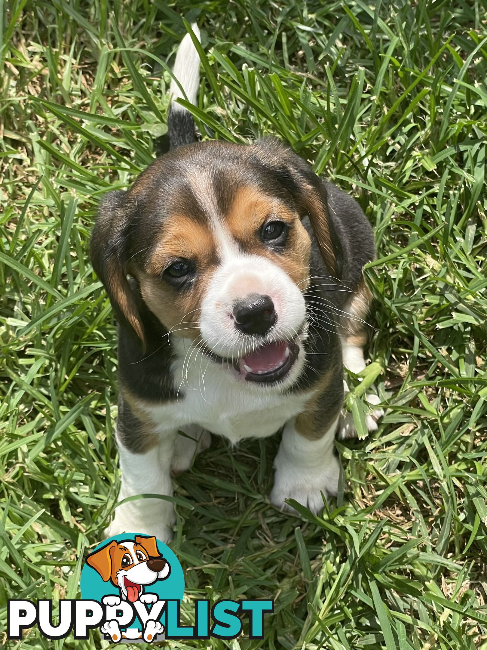 Beautiful Beaglier puppies