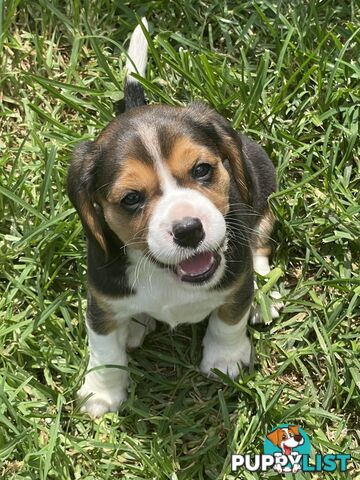 Beautiful Beaglier puppies