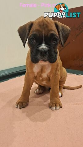 Pure Bred Boxer Puppies