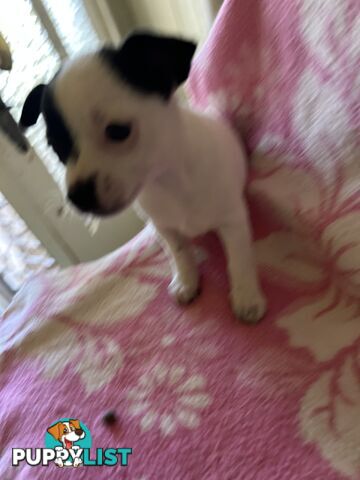 3 sweet 9 week old puppies for sale 2 females 1 male