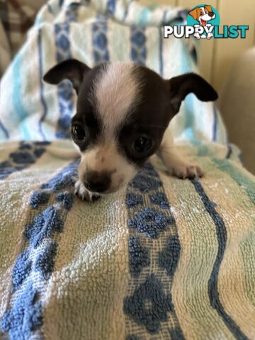 3 sweet 9 week old puppies for sale 2 females 1 male