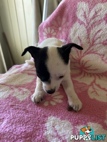 3 sweet 9 week old puppies for sale 2 females 1 male