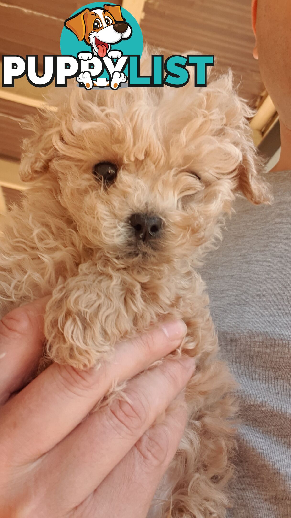 Pure Toy Poodle male