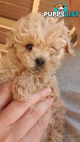 Pure Toy Poodle male