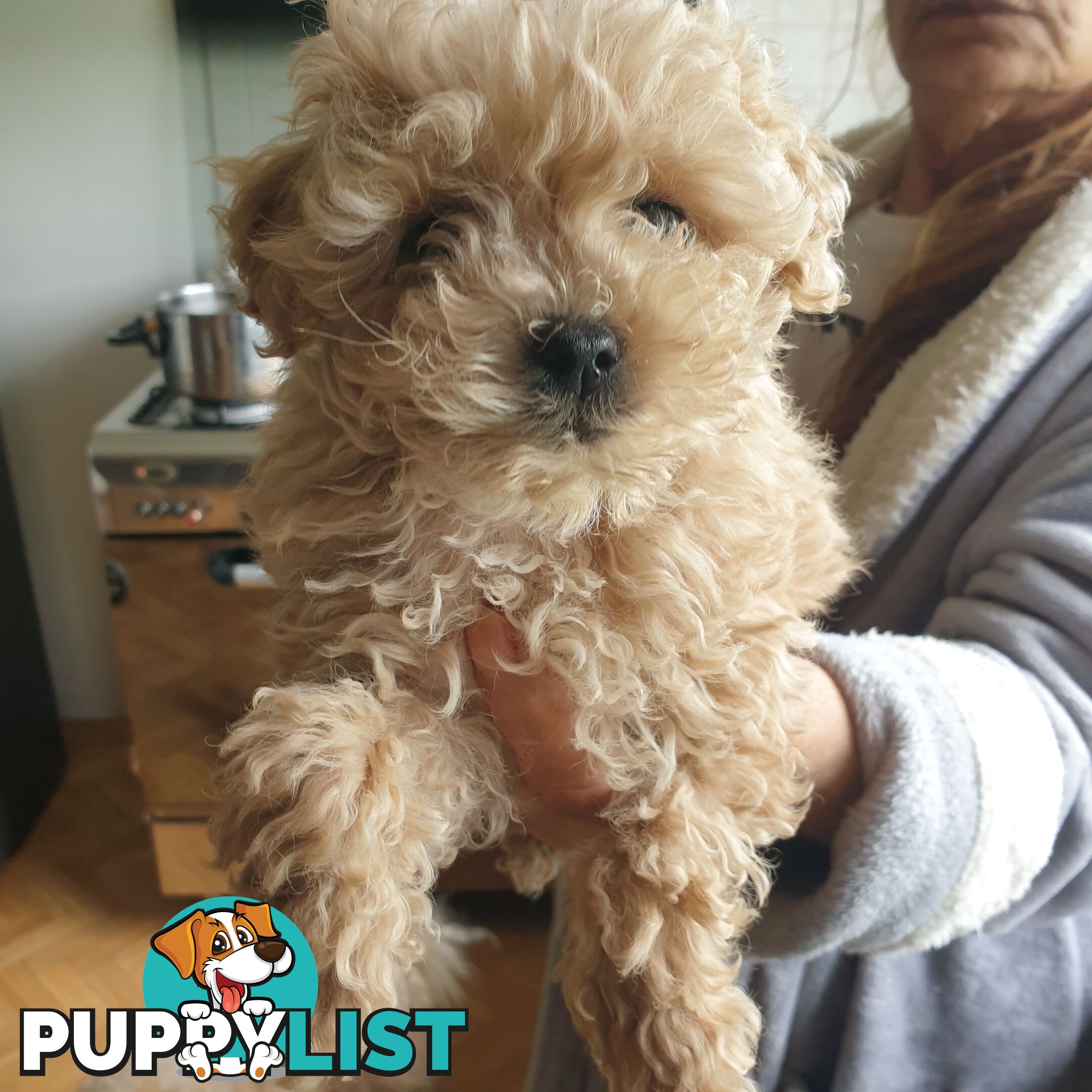 Pure Toy Poodle male