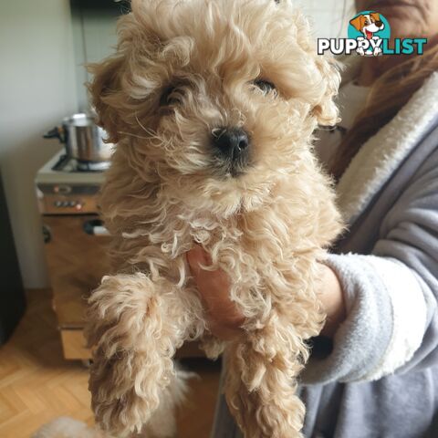 Pure Toy Poodle male