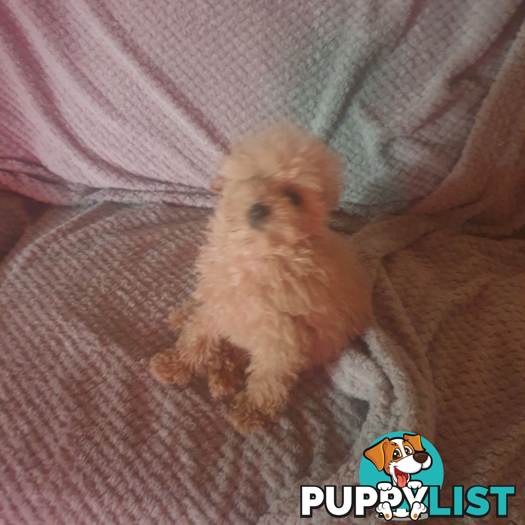 Pure Toy Poodle male