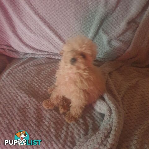 Pure Toy Poodle male