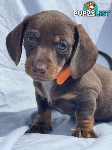 Miniature Dachshund