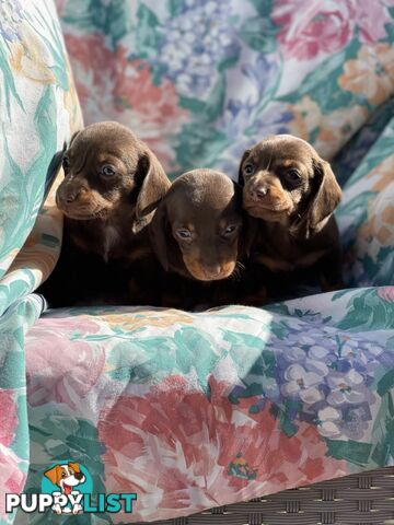 Miniature Dachshund