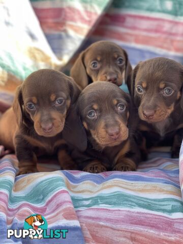 Miniature Dachshund