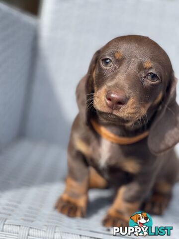 Miniature Dachshund