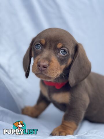 Miniature Dachshund