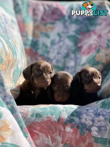 Miniature Dachshund