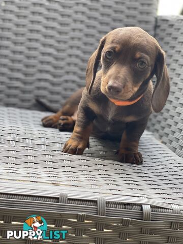 Miniature Dachshund