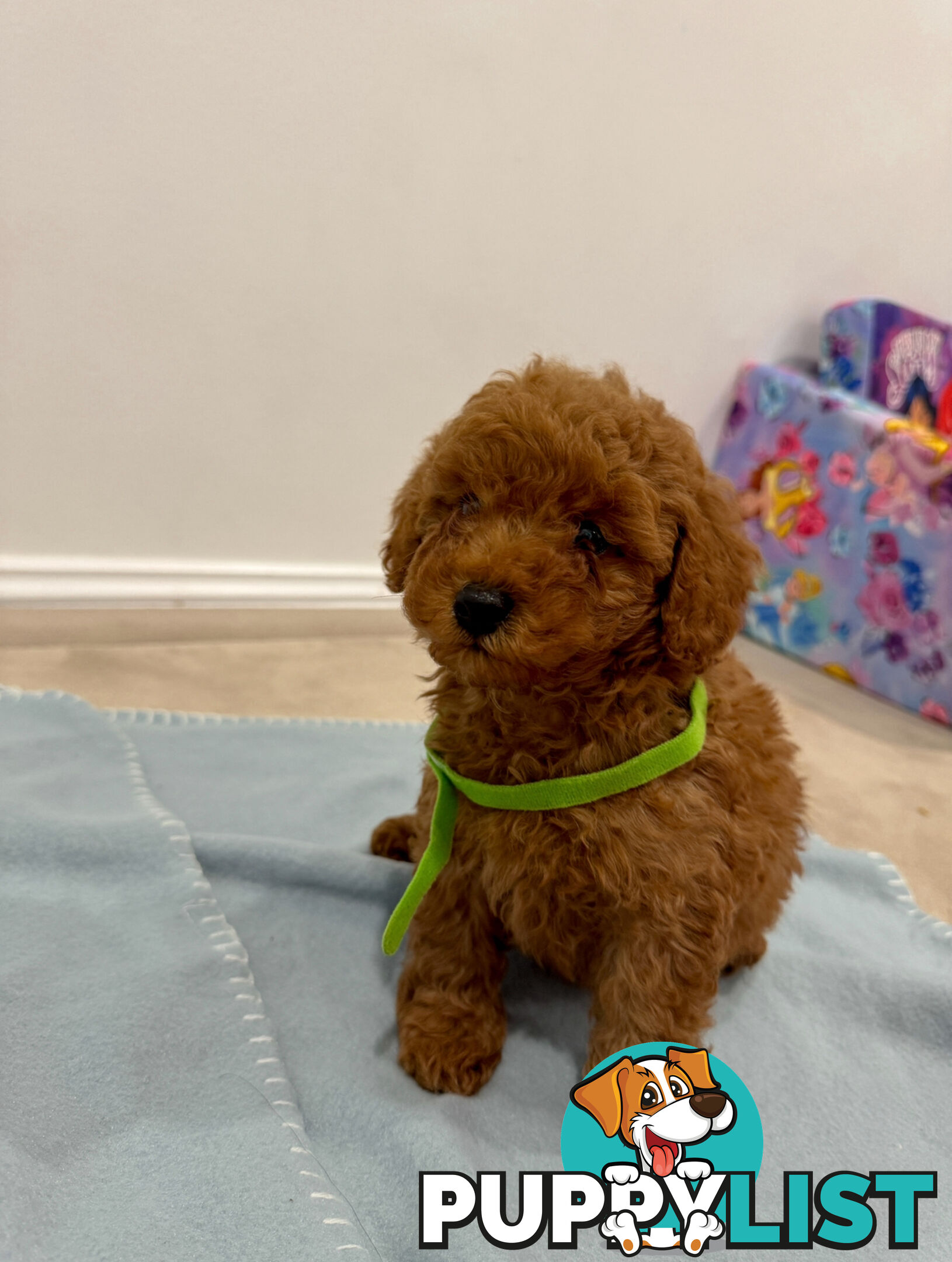 Toy Poodle Puppies DNA cleared Red Male Female purebred