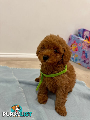 Toy Poodle Puppies DNA cleared Red Male Female purebred