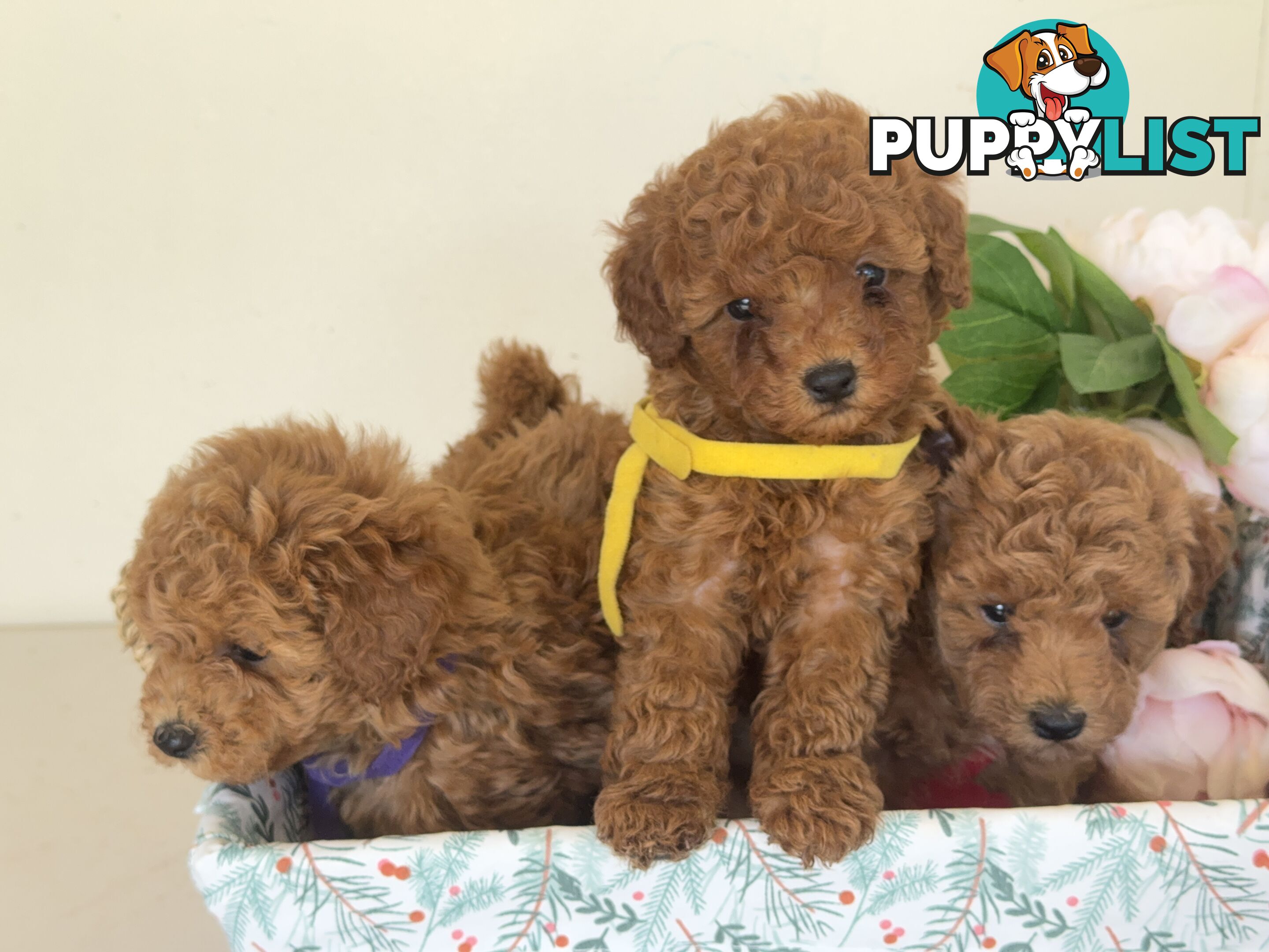 Toy Poodle Puppies DNA cleared Red Male Female purebred