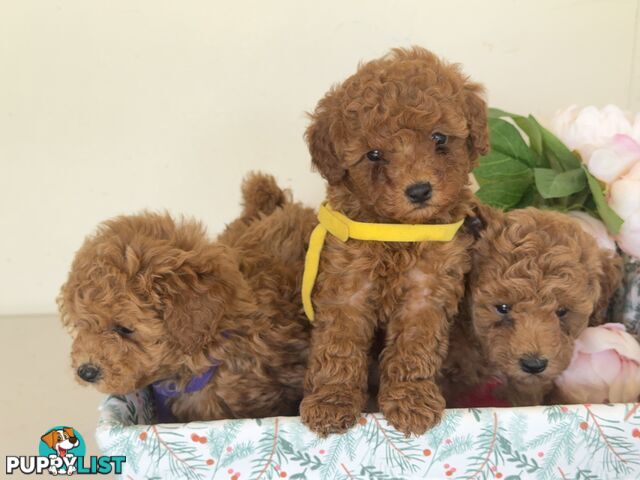 Toy Poodle Puppies DNA cleared Red Male Female purebred