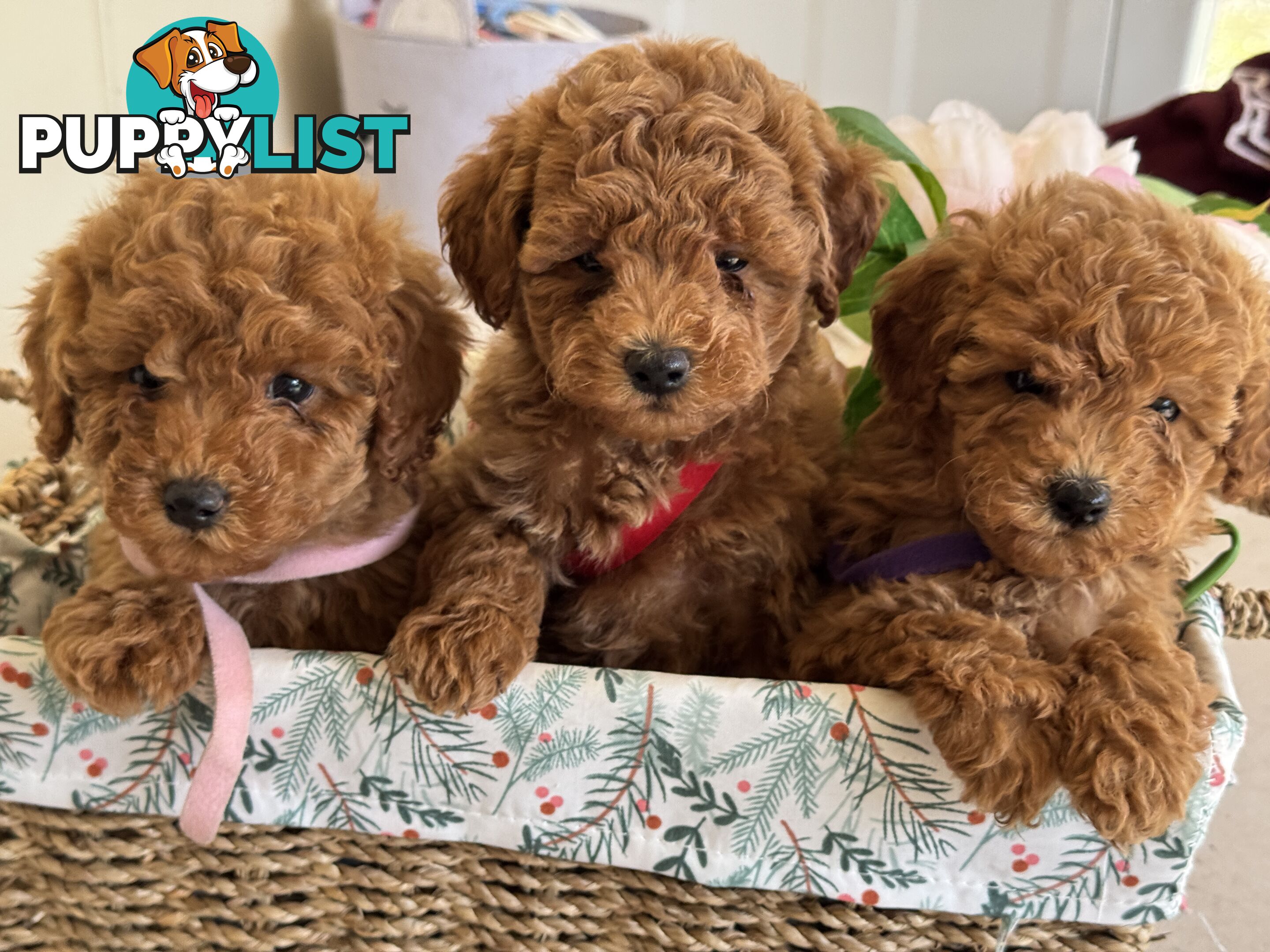 Toy Poodle Puppies DNA cleared Red Male Female purebred