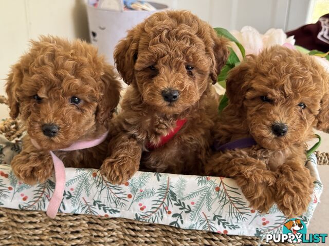 Toy Poodle Puppies DNA cleared Red Male Female purebred