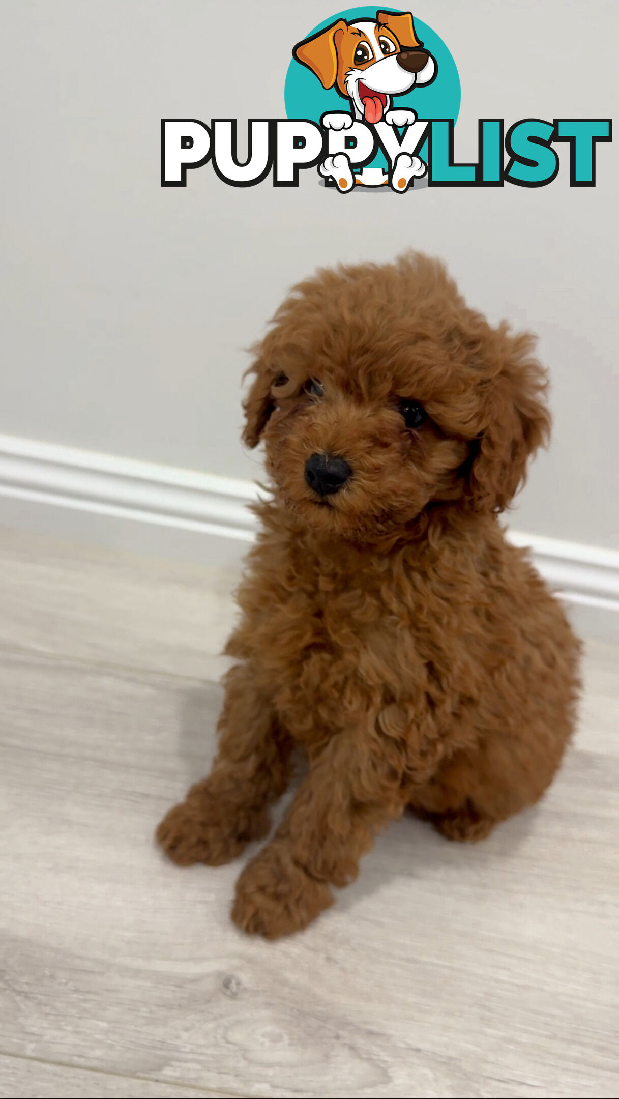 Toy Poodle Puppies DNA cleared Red Male Female purebred