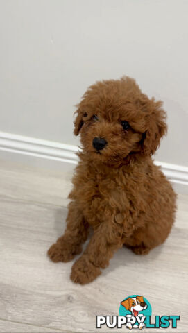 Toy Poodle Puppies DNA cleared Red Male Female purebred