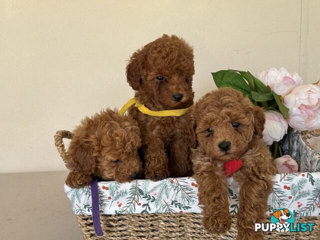 Toy Poodle Puppies DNA cleared Red Male Female purebred