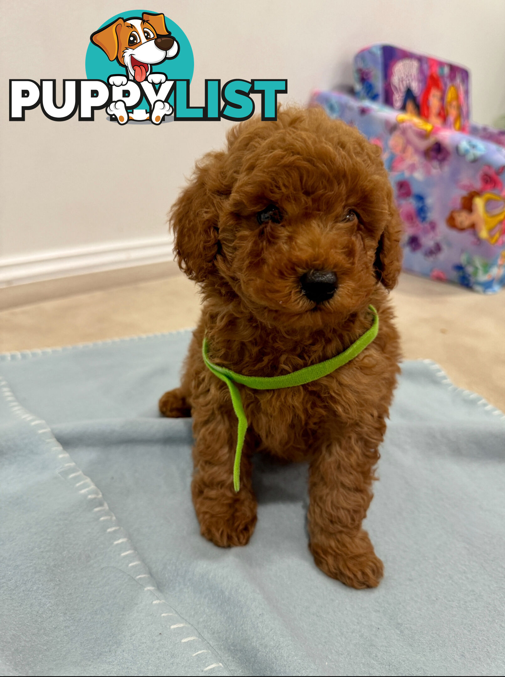 Toy Poodle Puppies DNA cleared Red Male Female purebred