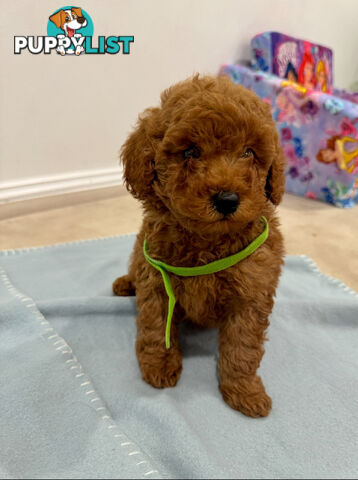 Toy Poodle Puppies DNA cleared Red Male Female purebred