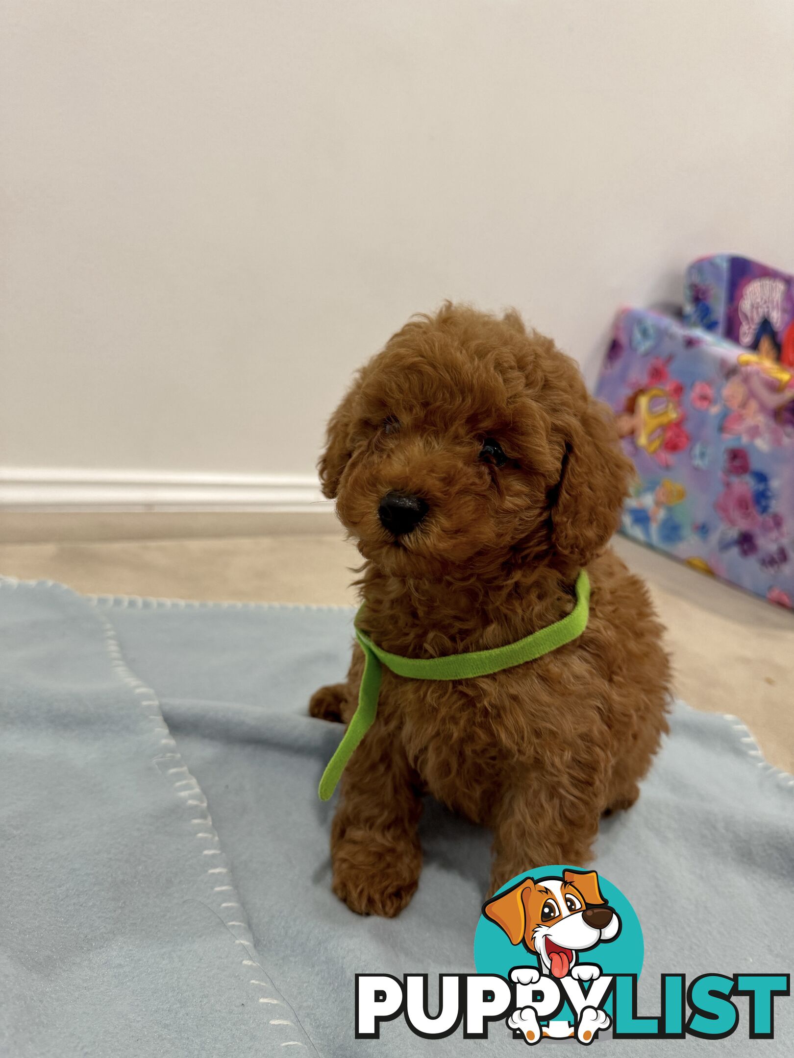Toy Poodle Puppies DNA cleared Red Male Female purebred